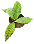 Callistophylla